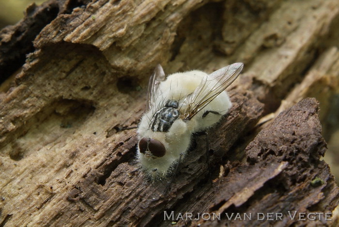 Empusa muscae - Entomophthora muscae